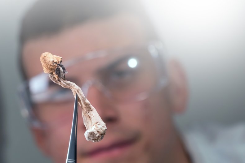 Znanstvenik drži čarobnu gljivu