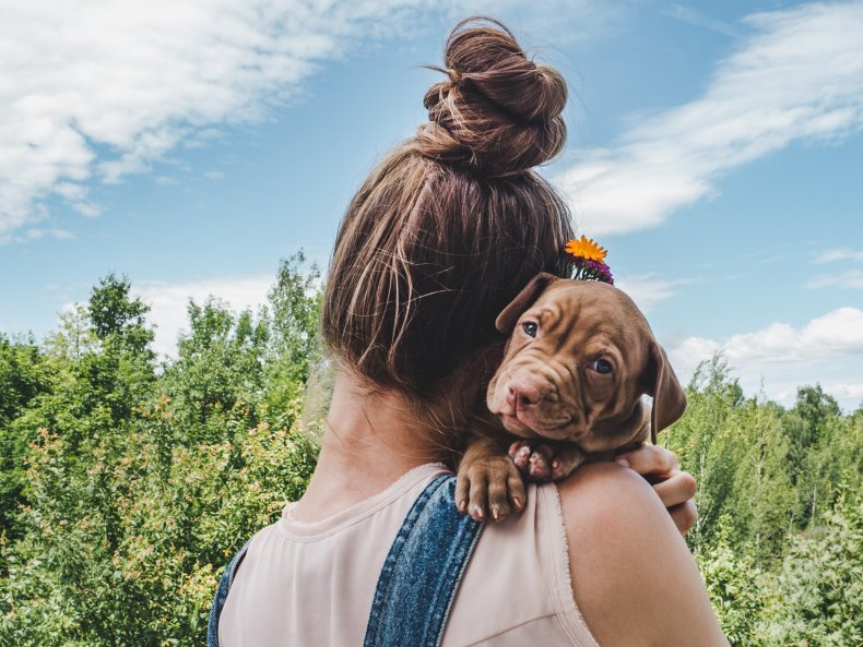 Pit Bull being held