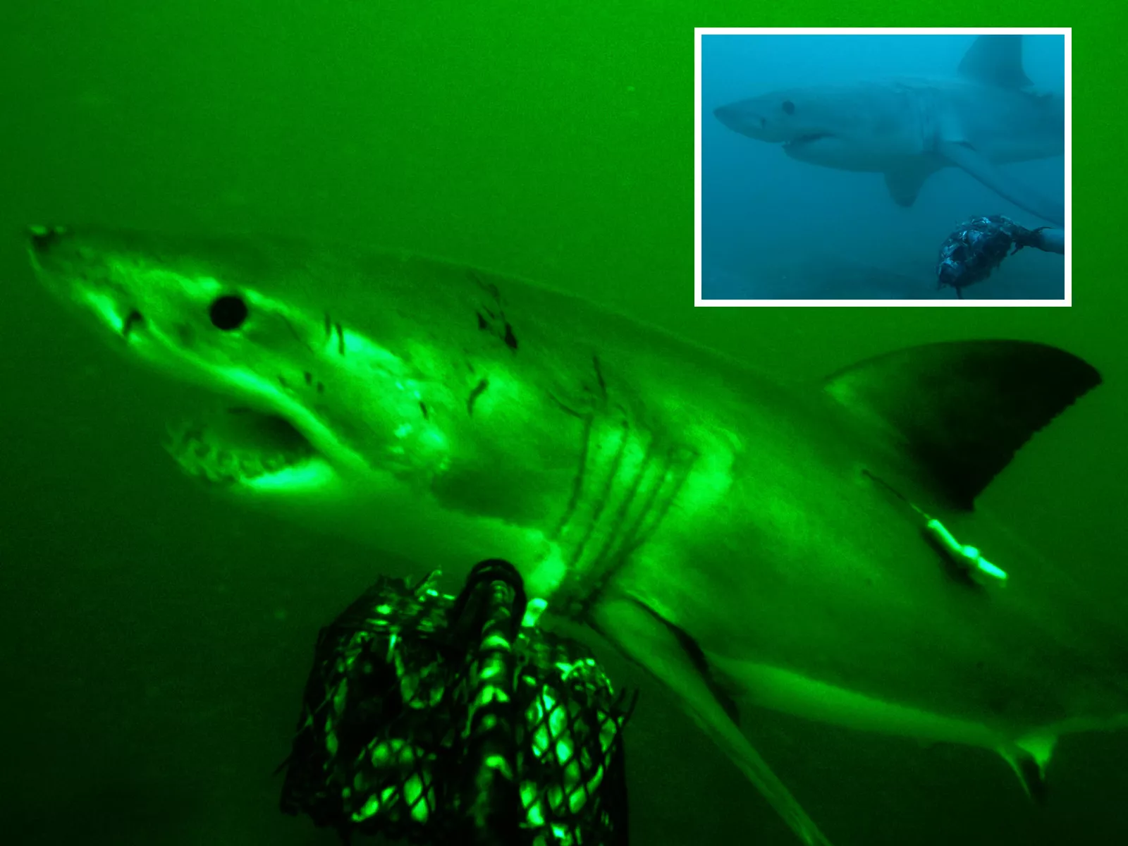 Great White Shark With Scar Covered Face Filmed Leaving Orca