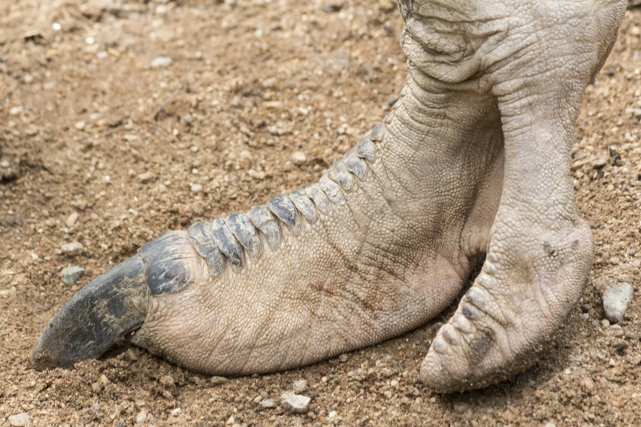 Ancient Giraffe-Sized Ostrich-Dinosaur Creature Discovered in Mississippi - Vimarsana News