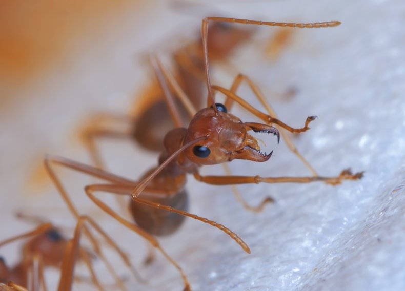 fire ant with jaws