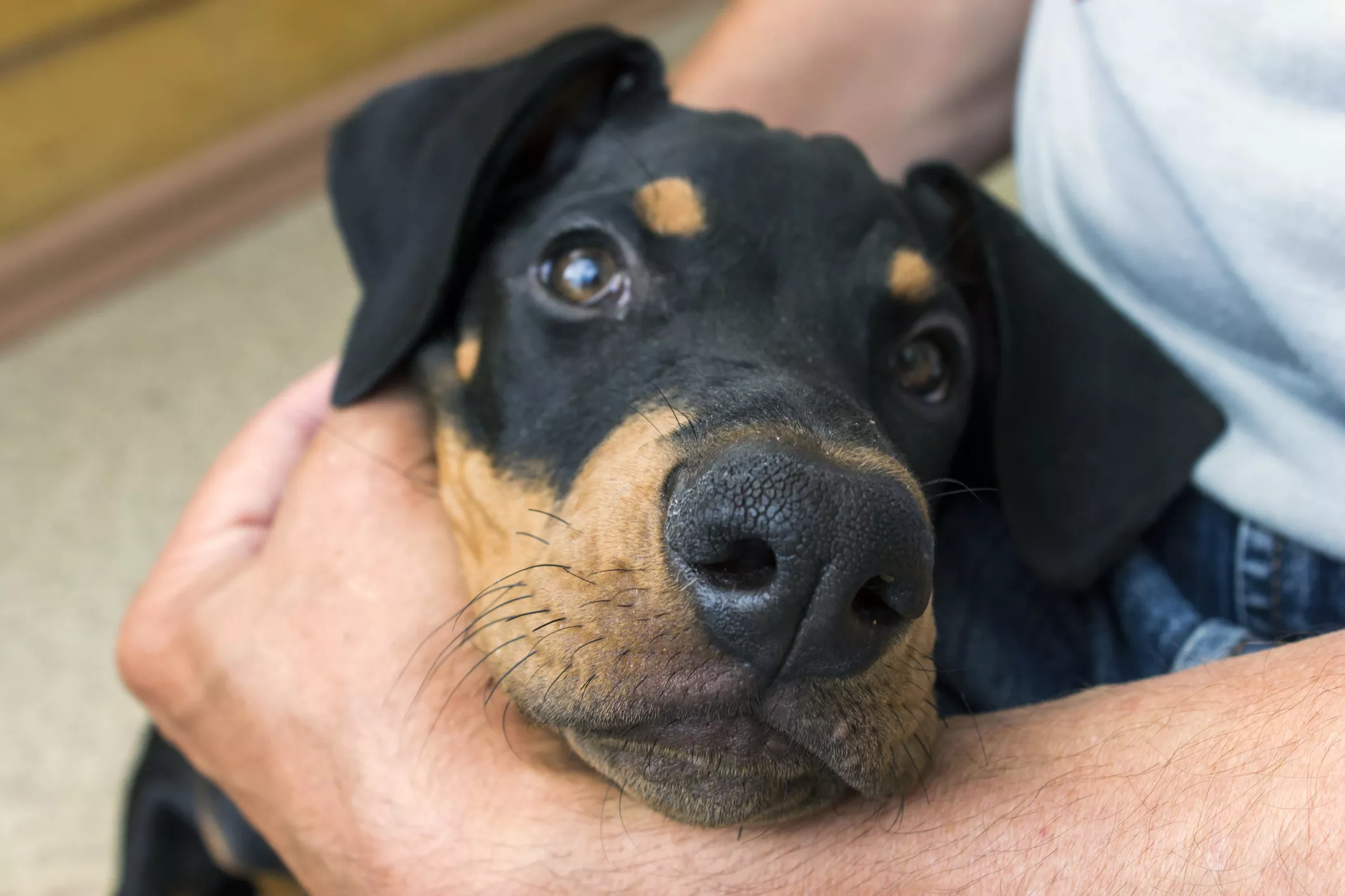 Doberman's Sweet Reaction to Pregnant Owner's Baby Kicking Melts Hearts - Vimarsana News