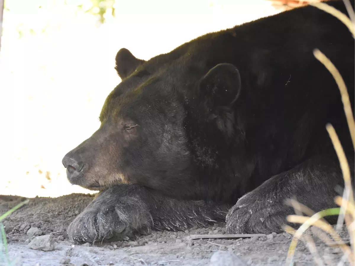 Enormous 400lb Black Bear Found Under Colorado Deck Is Biggest 'Ever Seen' - Vimarsana News