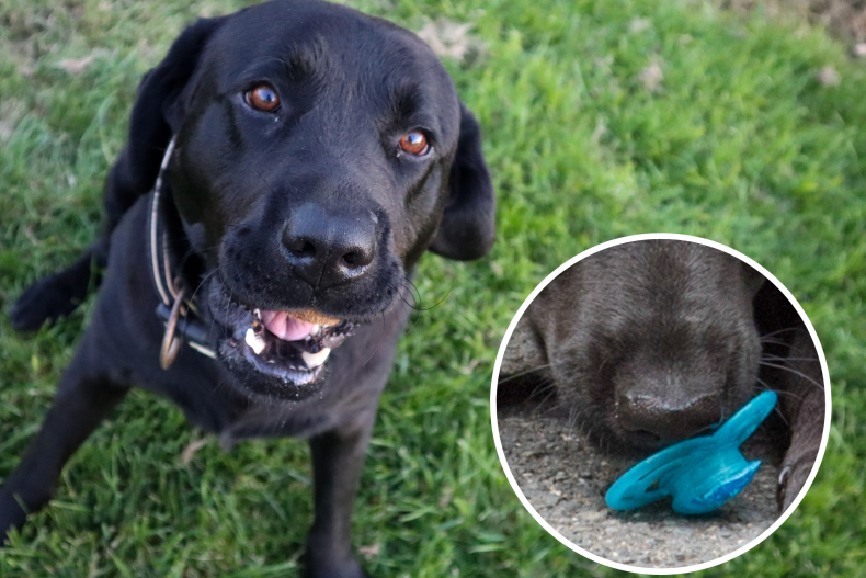 Millions Fall in Love With Labrador Who Has His Own Pacifier: 'Proper Baby'