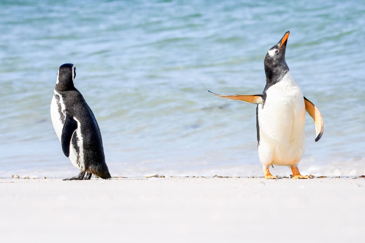 two penguins on falkland islands