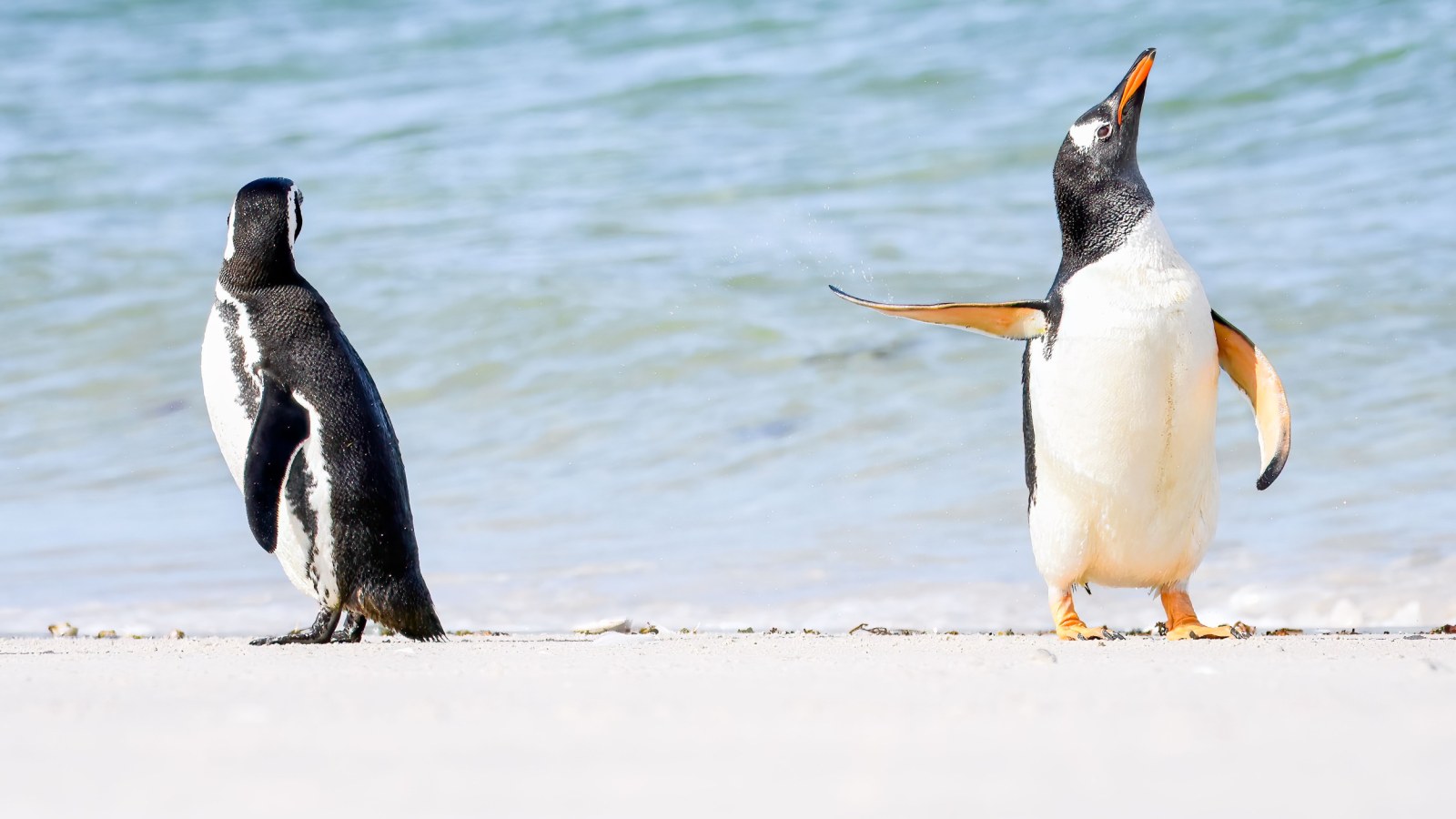 Cute Penguins Being Sassy on Comedy Wildlife Photography Awards Shortlist