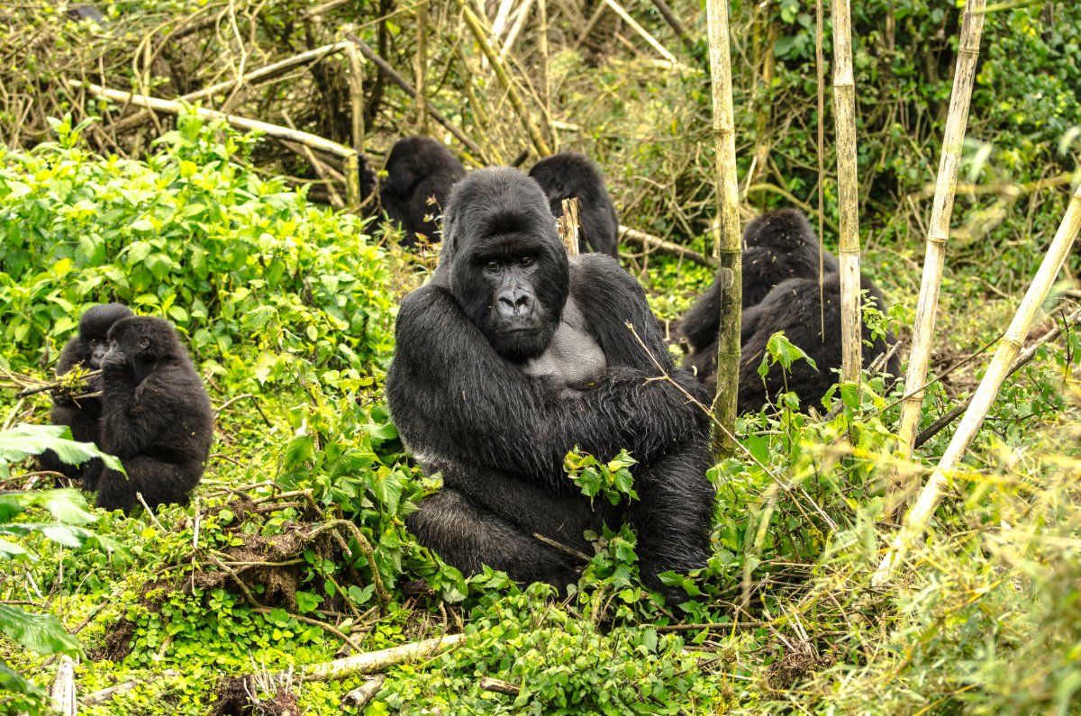 Mountain gorilla 