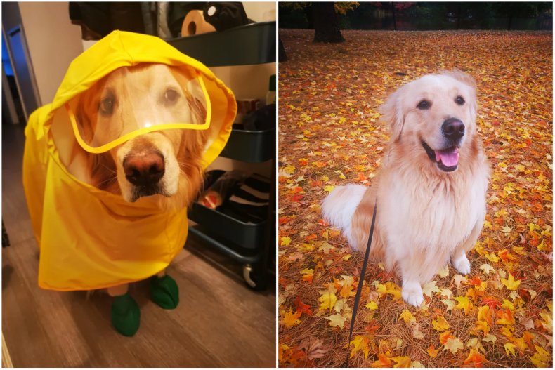 Auri the dog wearing a raincoat 