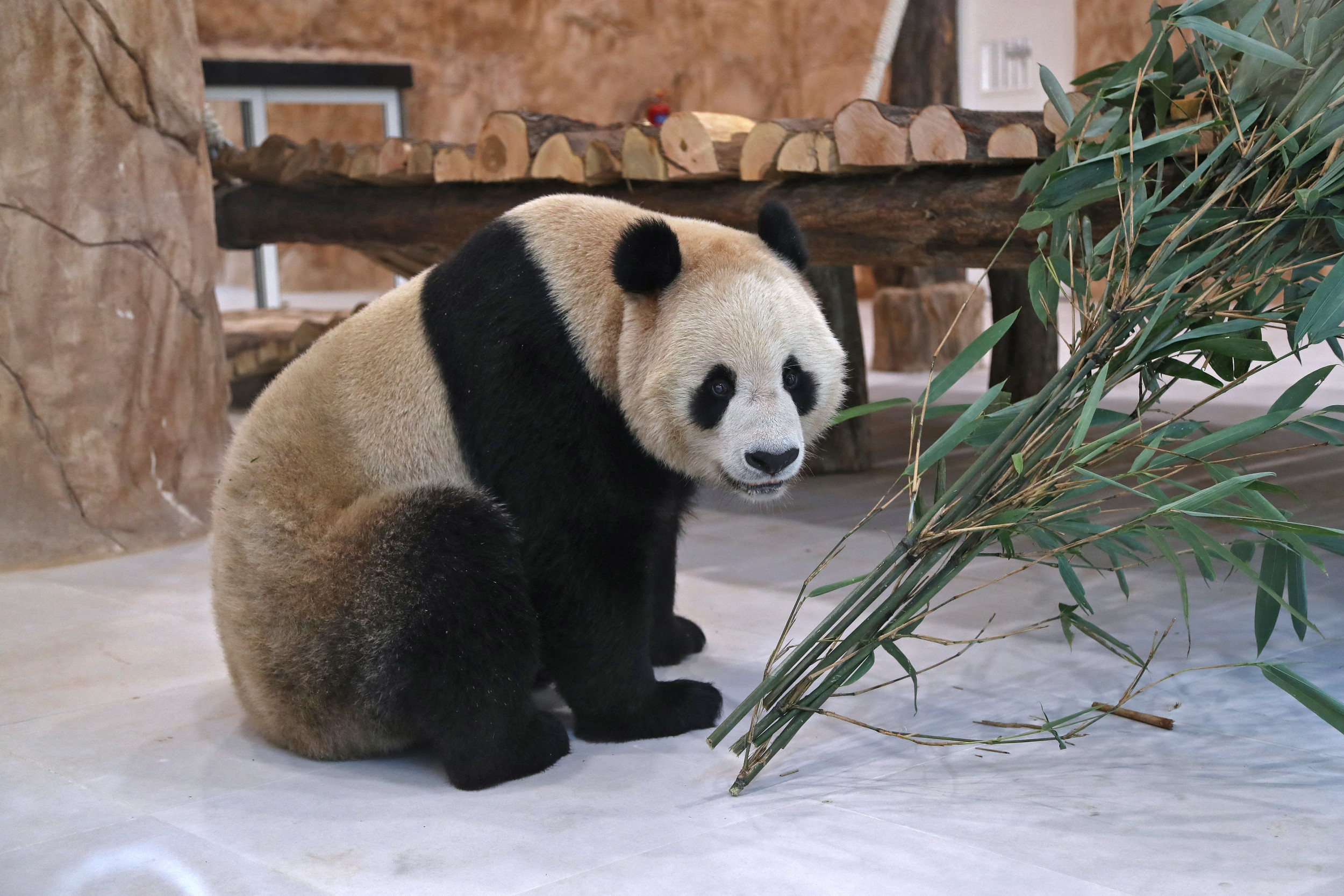 Большая панда сколько живут. Панда дипломатия. Панда Строй. Панда с подарком. Pend Hous.