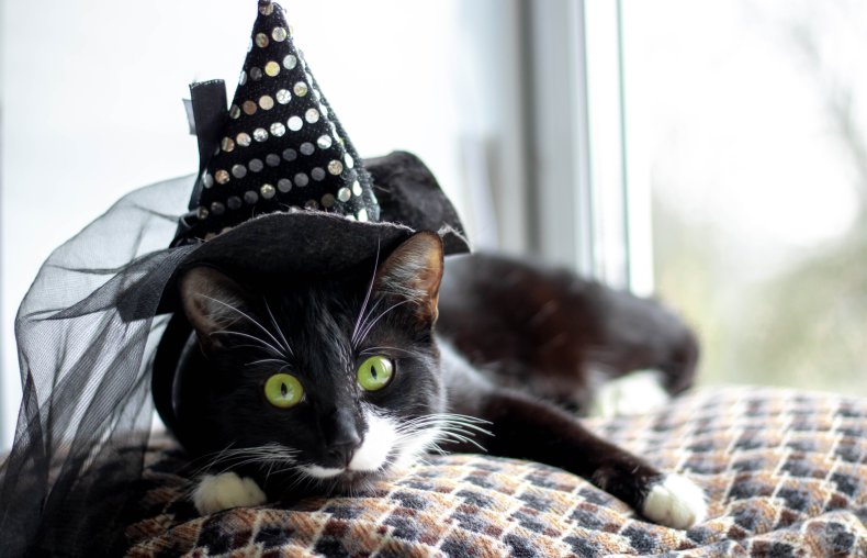 Cat in costume leaves internet in stitches