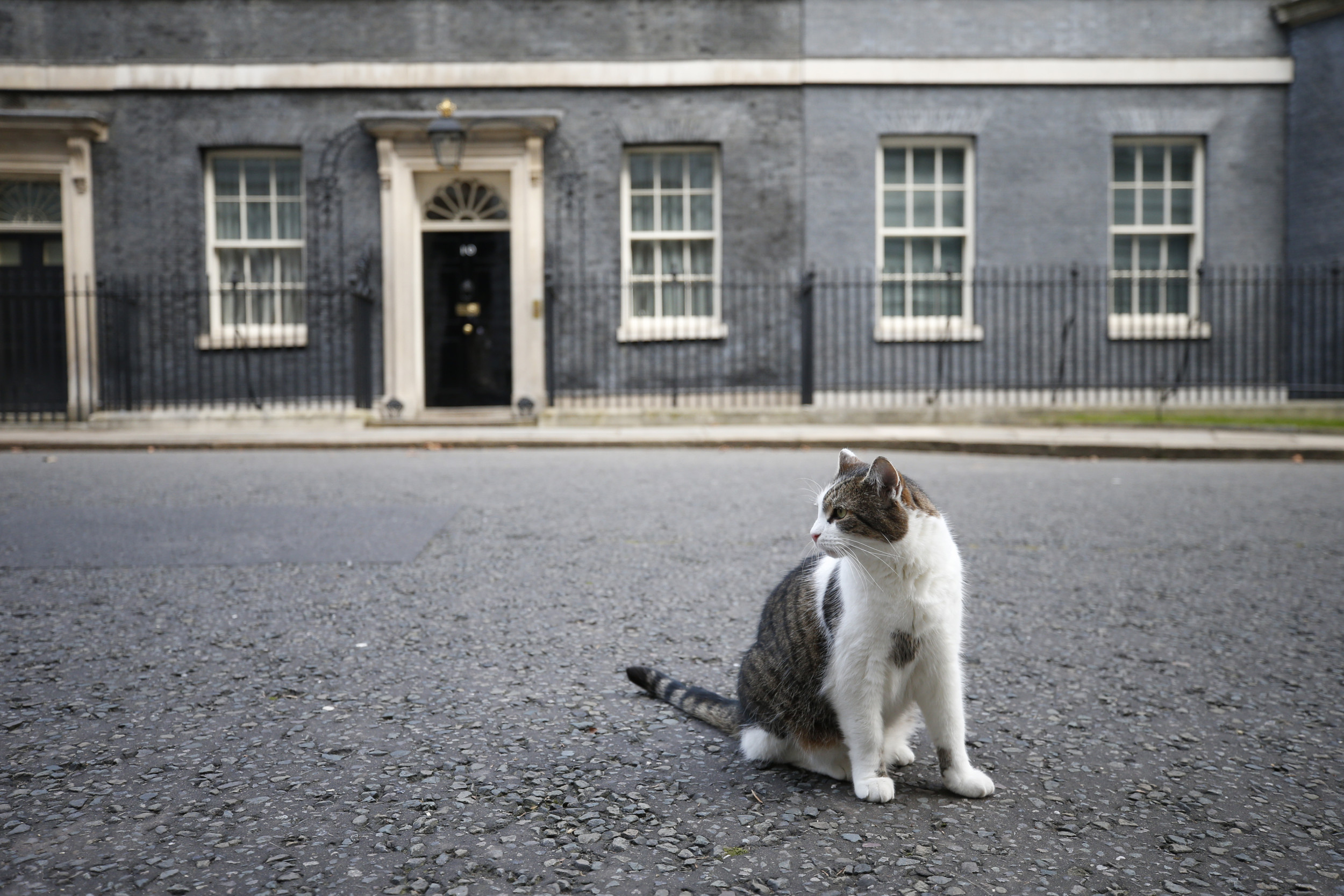 Internet Hails 'Chief Mouser' Who Outlasted Four Prime Ministers As New PM