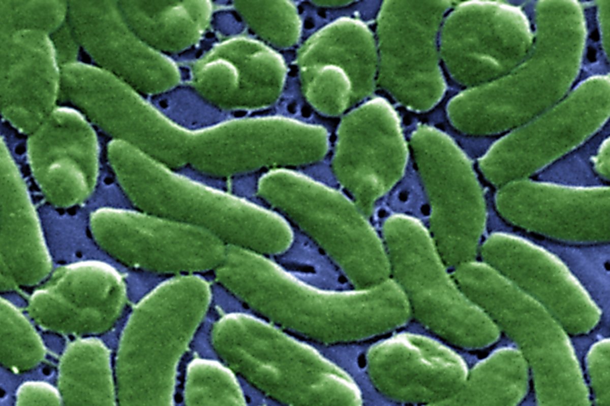 Vibrio Vulnificus Bacteria