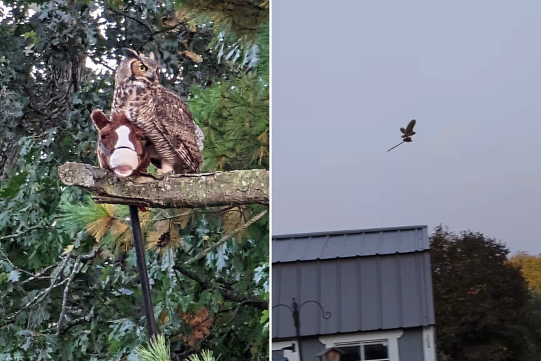 Owl steals stick horse toy