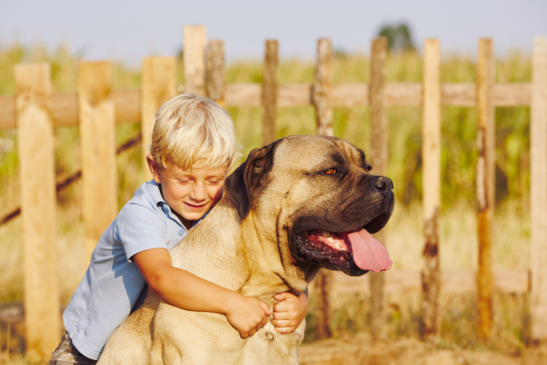 Cane corso 2024 with children