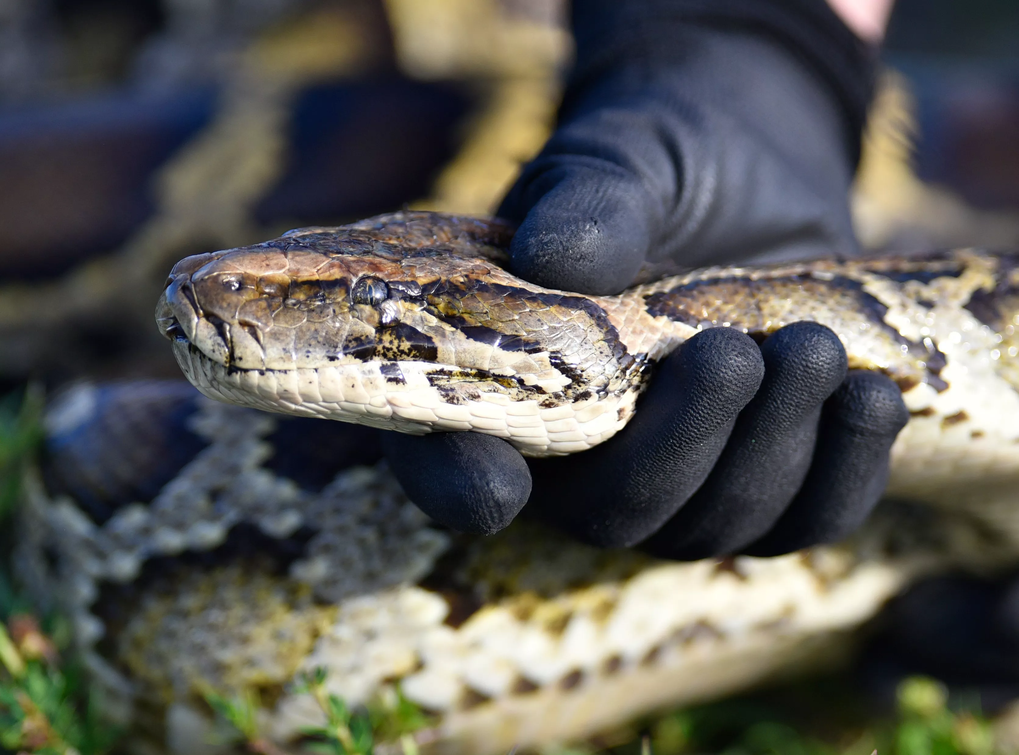 Hundreds of Giant Burmese Pythons Killed in Everglades: 'Destructive Force' - Vimarsana News