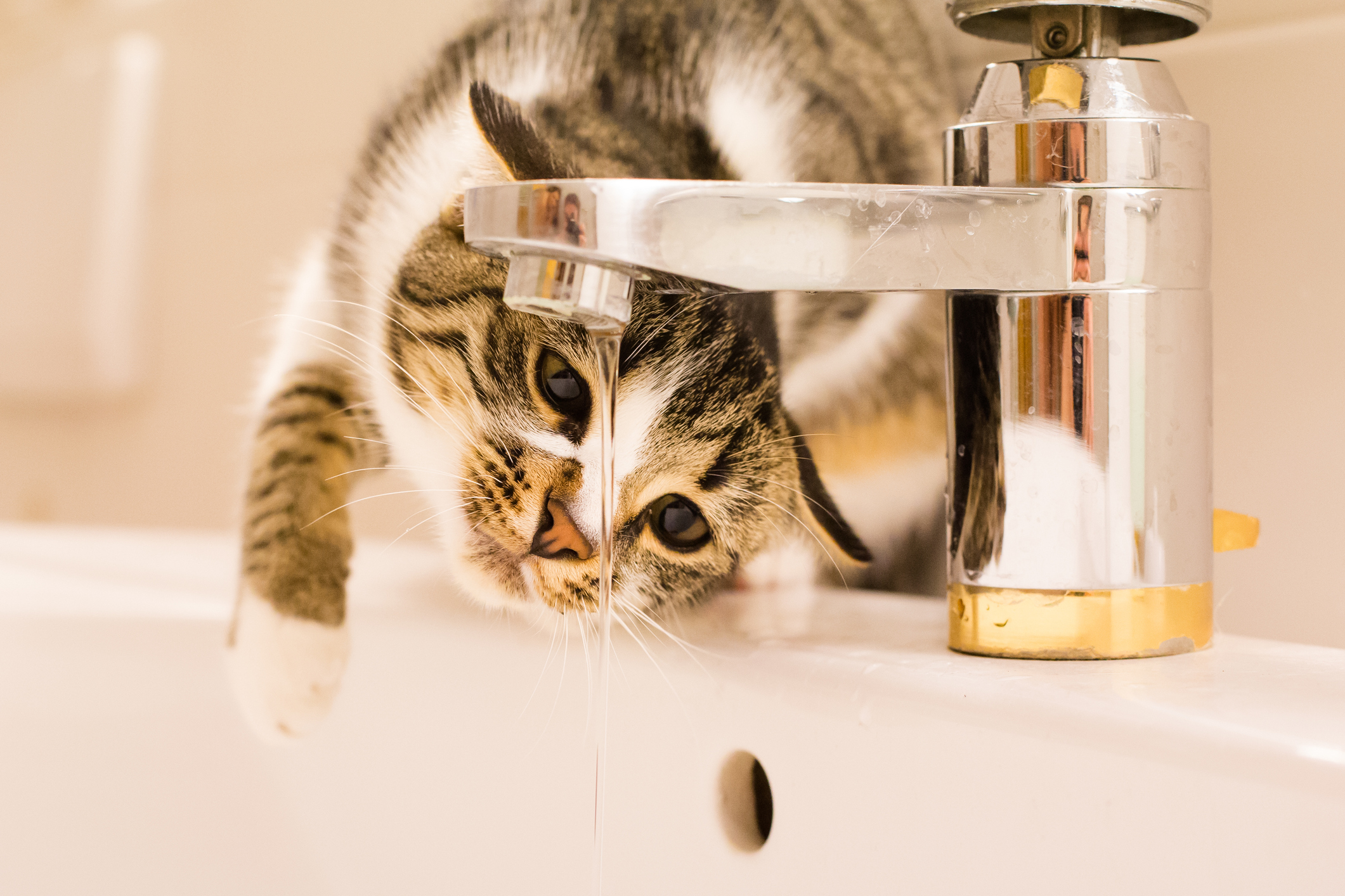 cat will only drink from faucet