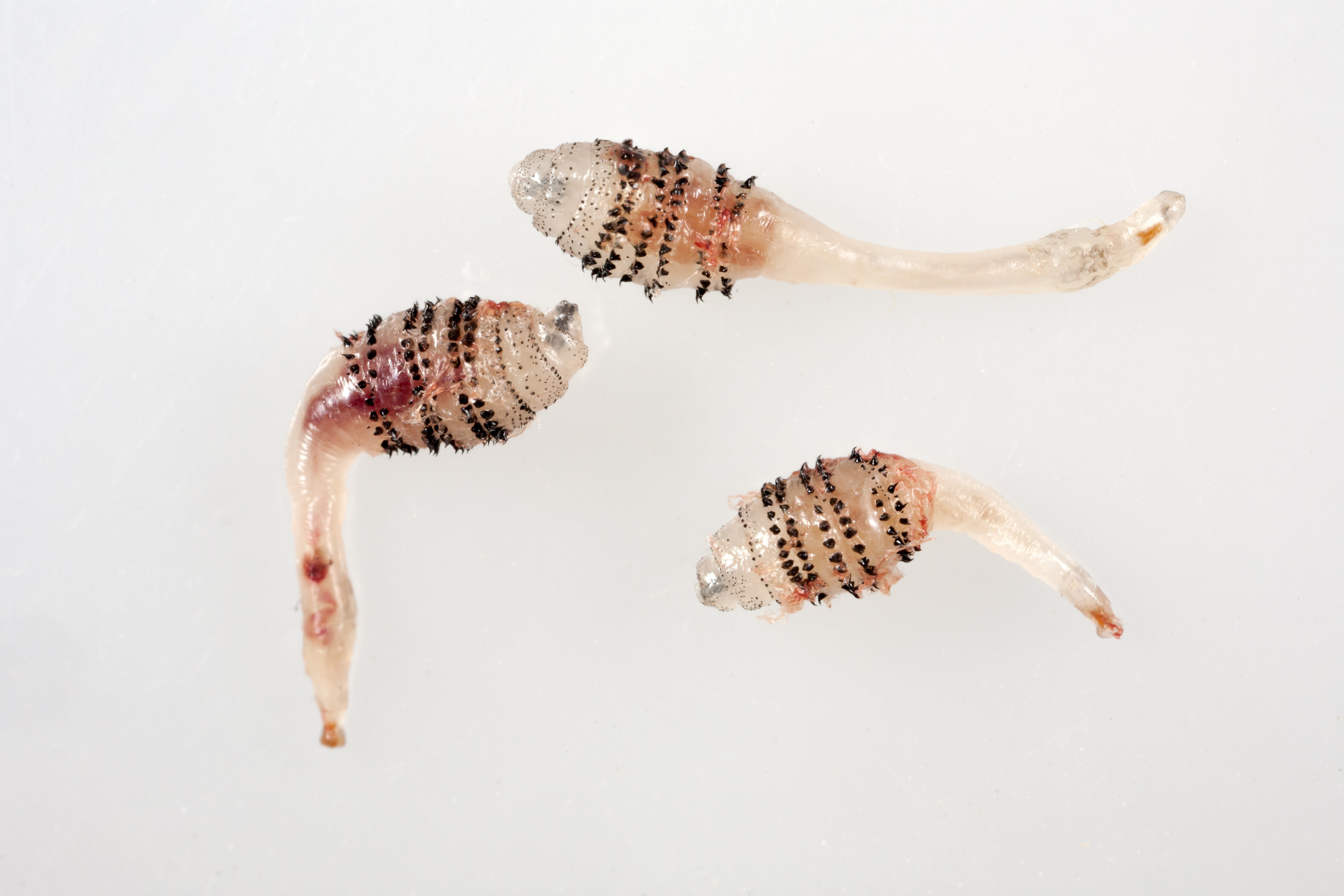 bot fly larvae human skin