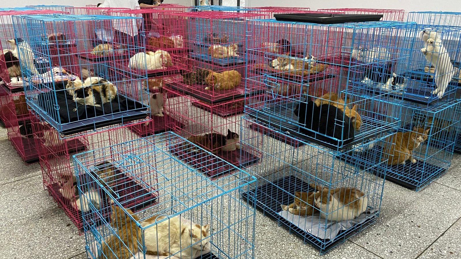 Over 1,000 Cats and Dogs Found on Yulin Meat 'Death Truck,' Hundreds Dead Over 1,000 Cats and Dogs Found on Yulin Meat 'Death Truck,' Hundreds Dead