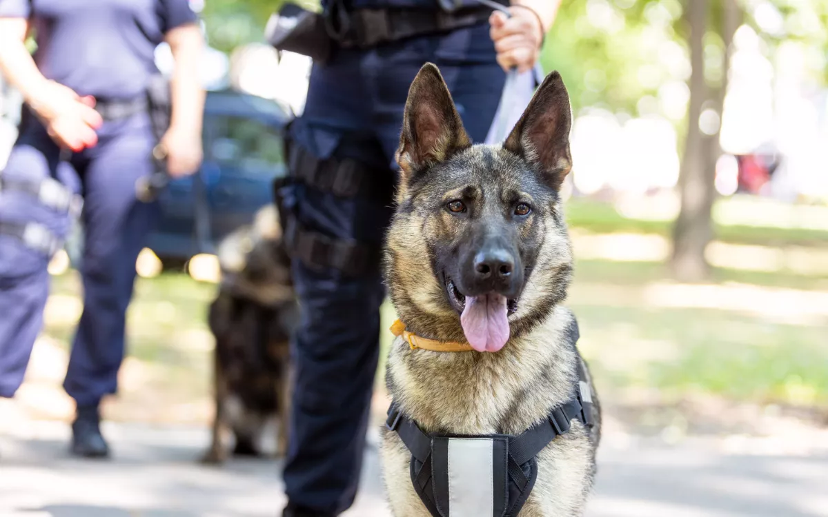 Cadaver Dogs Called as Car Feared Buried Since 1990s Found at Mansion: Cops - Vimarsana News