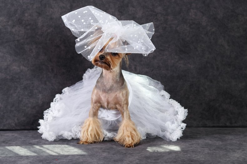 Picture of a dog in a dress