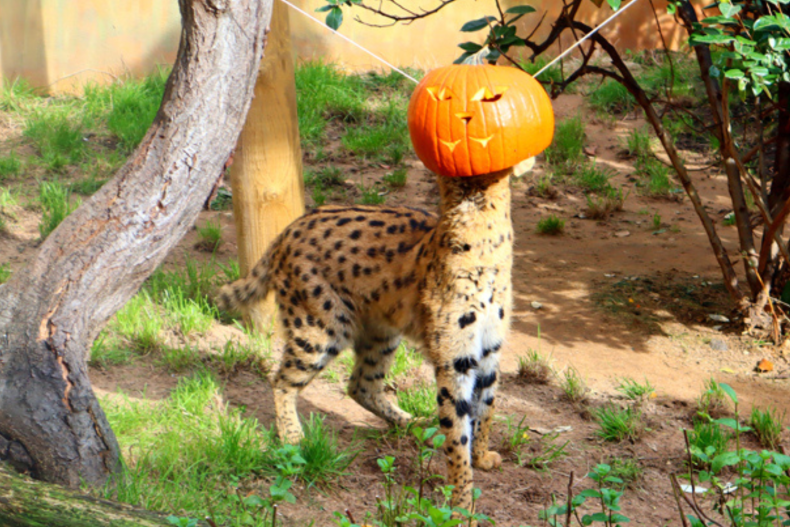 Leopard with Pumpkin Head