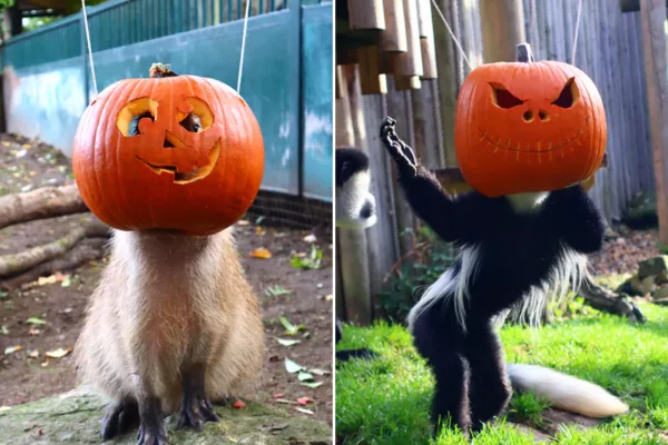 Zoo Animals Take Part in Pumpkin Head Challenge With Hilarious Results Zoo Animals Take Part in Pumpkin Head Challenge With Hilarious Results