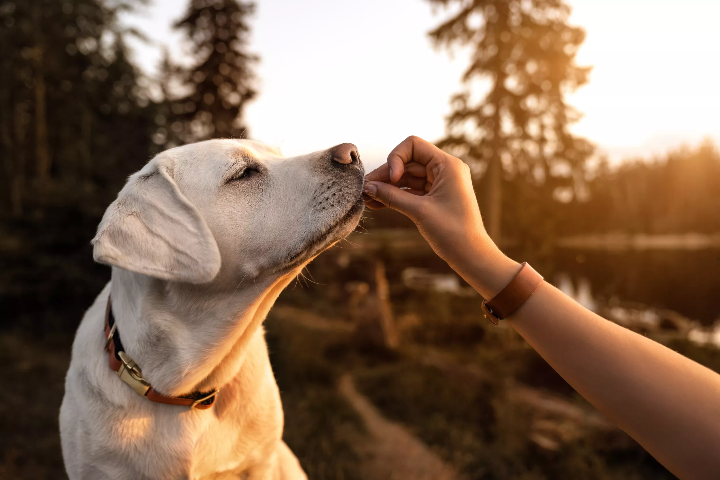 Labrador Struggles to Contain Excitement Over Toy Chicken in Hilarious Clip - Vimarsana News