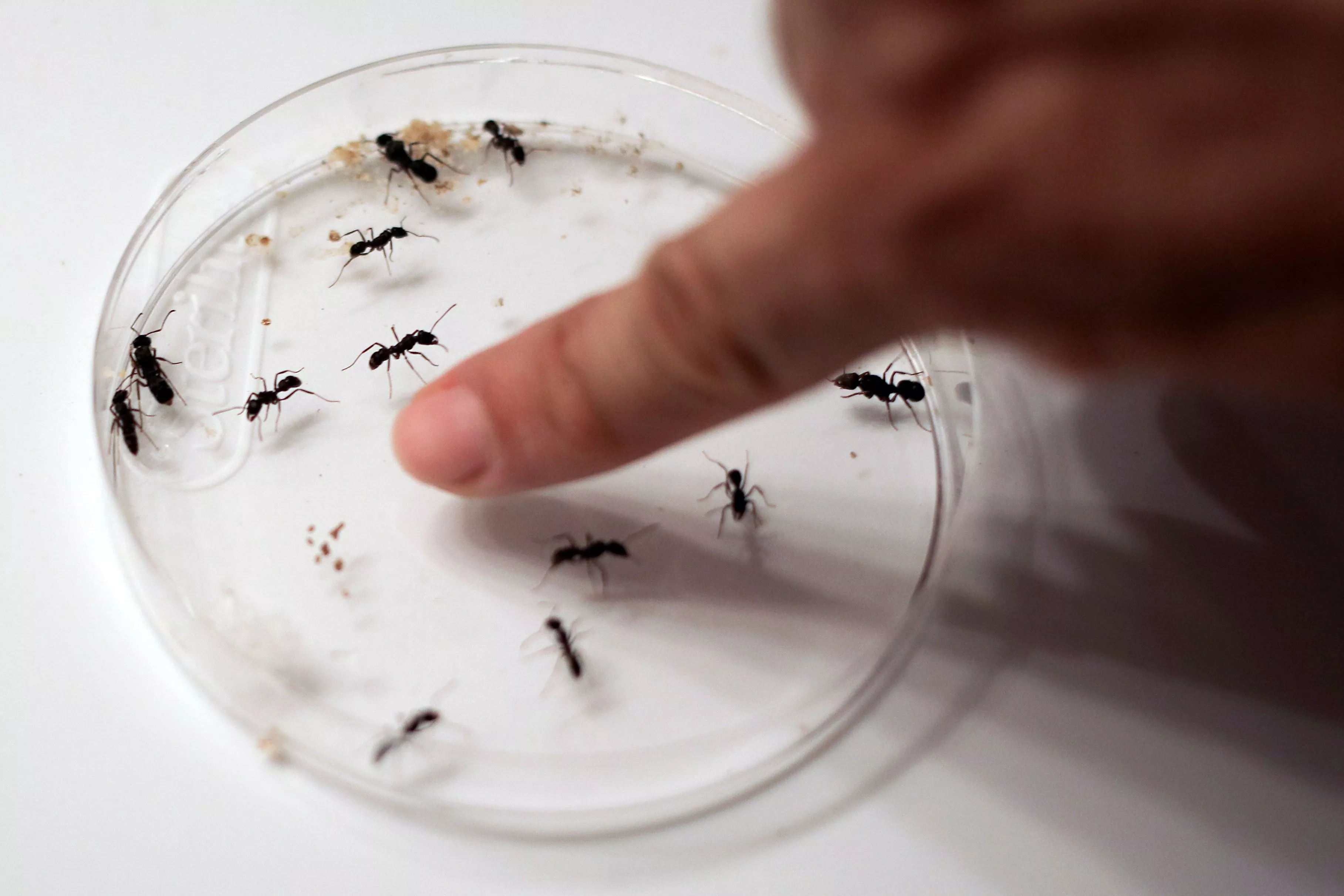 Yes, Bugs Can Survive A Nuclear War, But Which? Scientists Weigh In - Vimarsana News