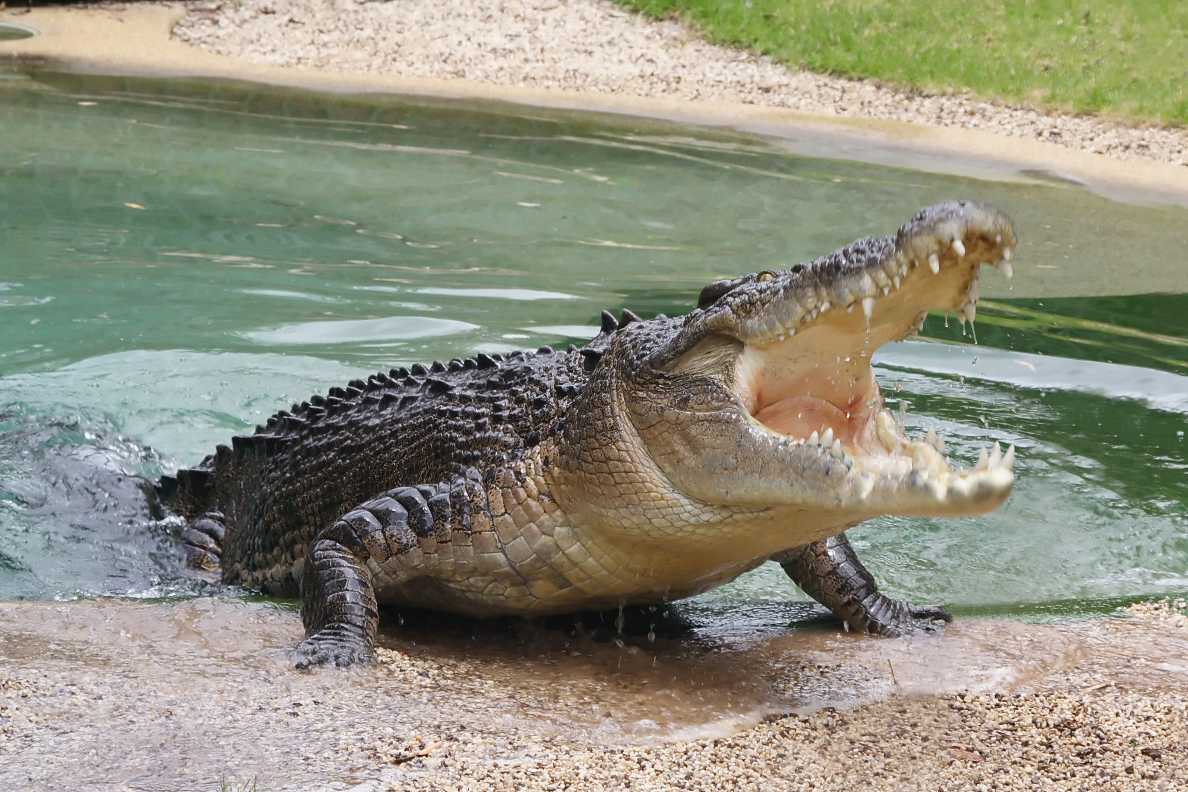 Гребнистый крокодил рисунок