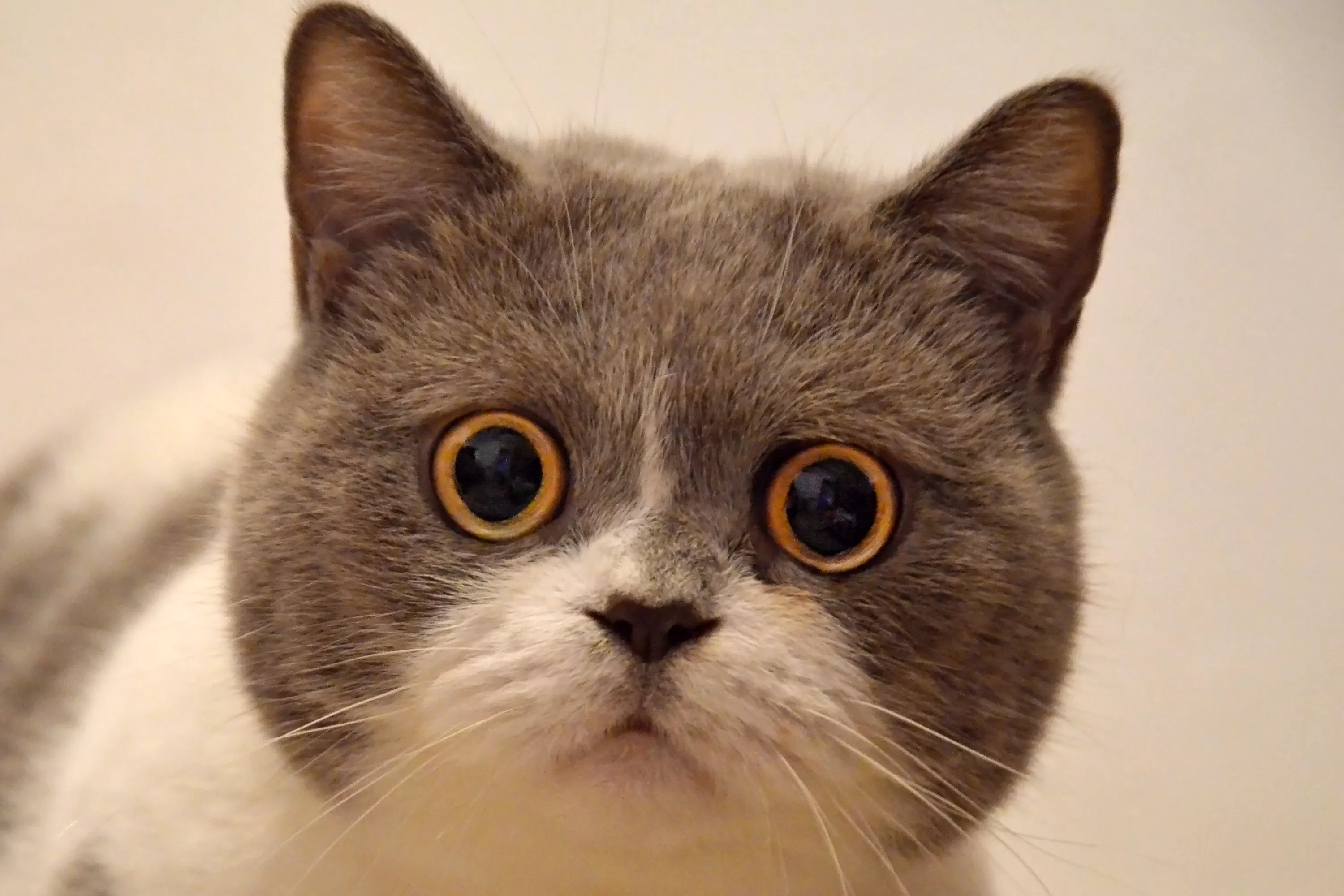 Cats Are Only Interested in You If You're Talking to Them Directly - Vimarsana News