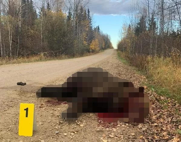 Giant 450lb Grizzly Bear Killed in Drive by Shooting - Vimarsana News
