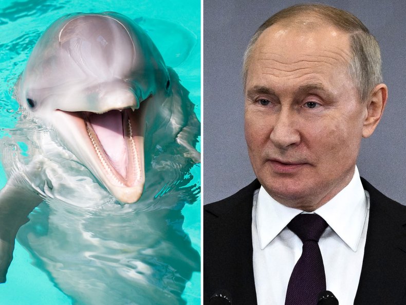 Composite, Dolphin and Vladimir Putin