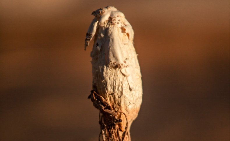 قارچ یال صحرایی