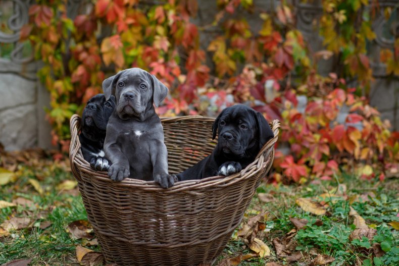 Three big Danny puppies in a basket