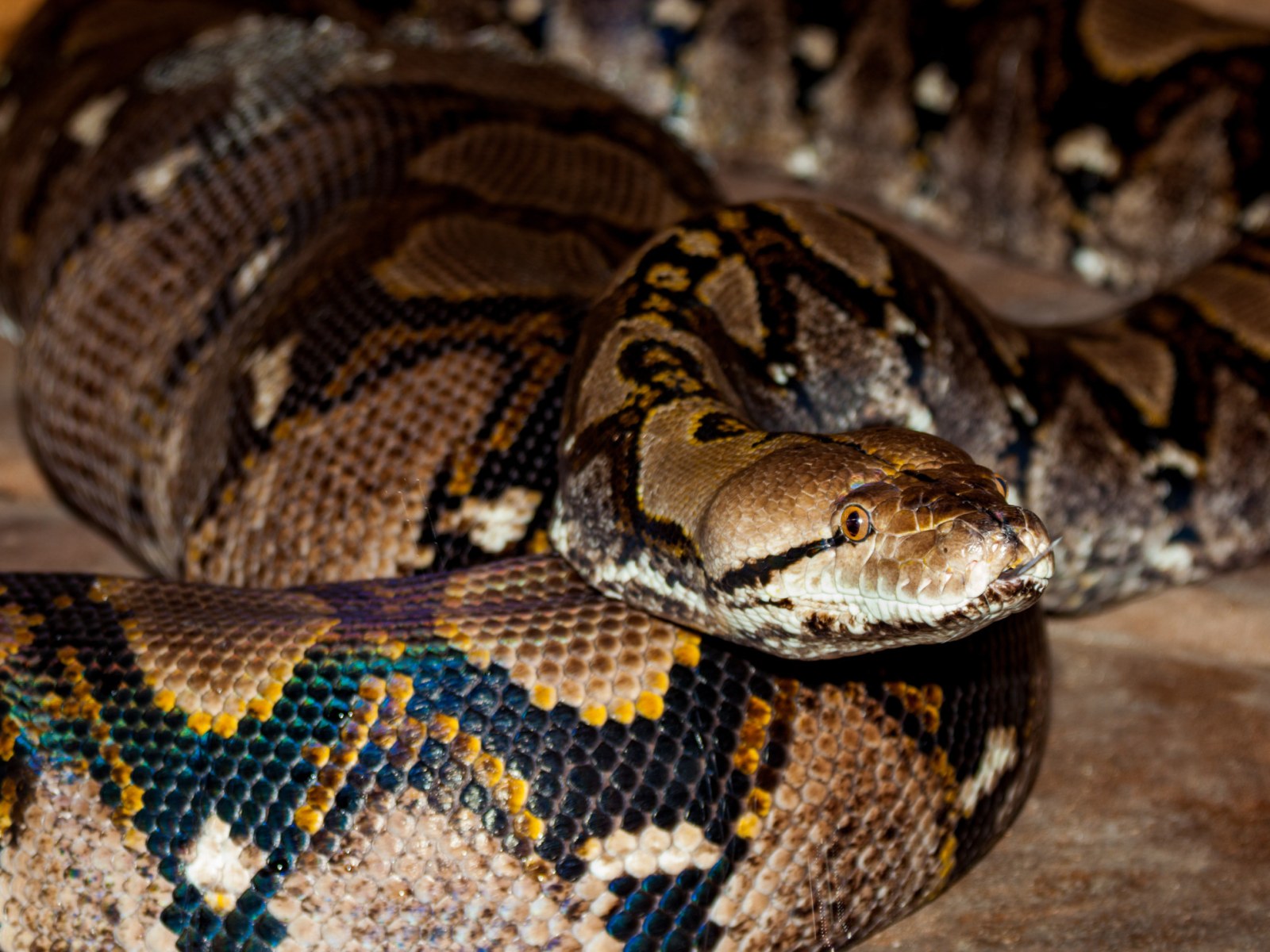 Syfi Giant Snakes Eating People