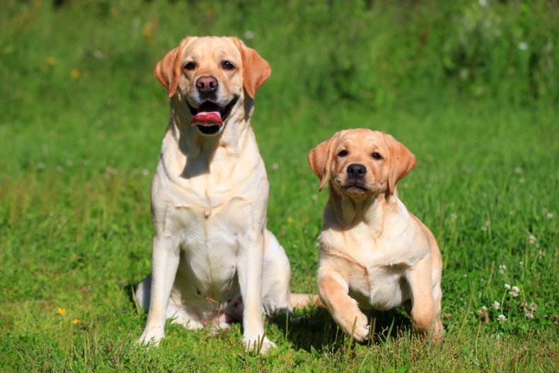 Labrador puppy and older dog