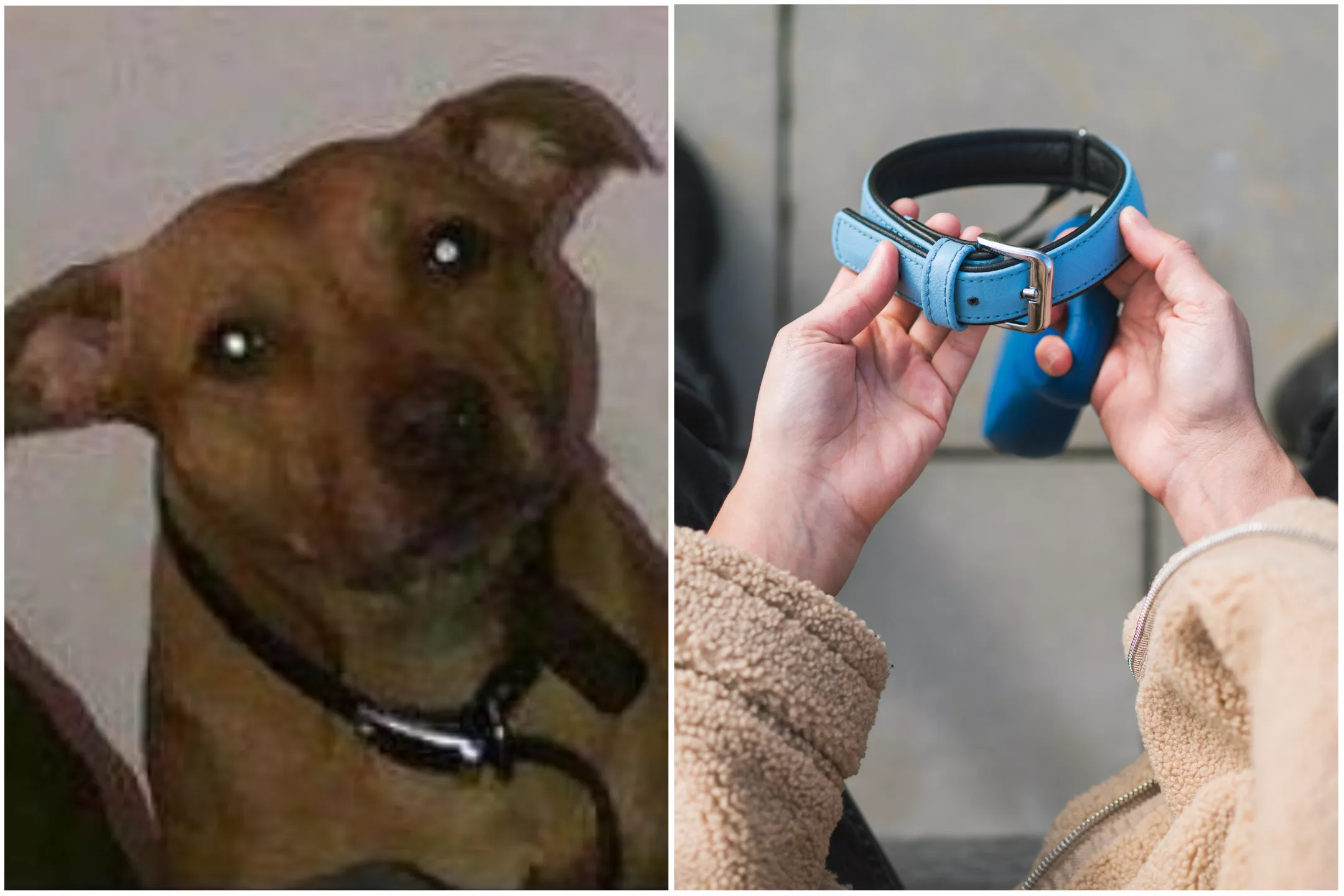 Hunt for Owners As Dog Found on Highway Reported Missing 10 Years Ago - Vimarsana News