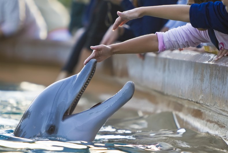 Delfino in piscina