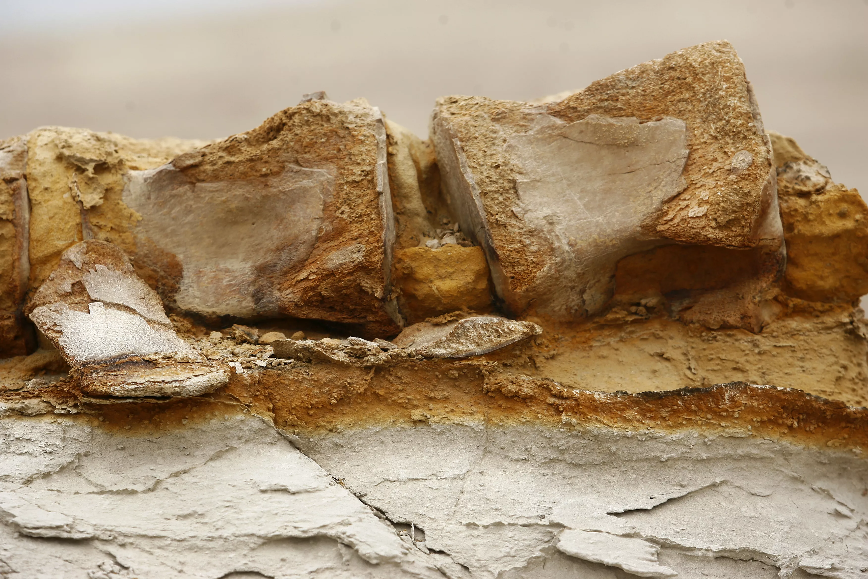 Group Spotted Taking 23-Million-Year-Old Whale Fossil in New Zealand - Vimarsana News