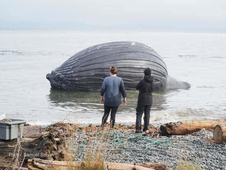 inflated whale carcass
