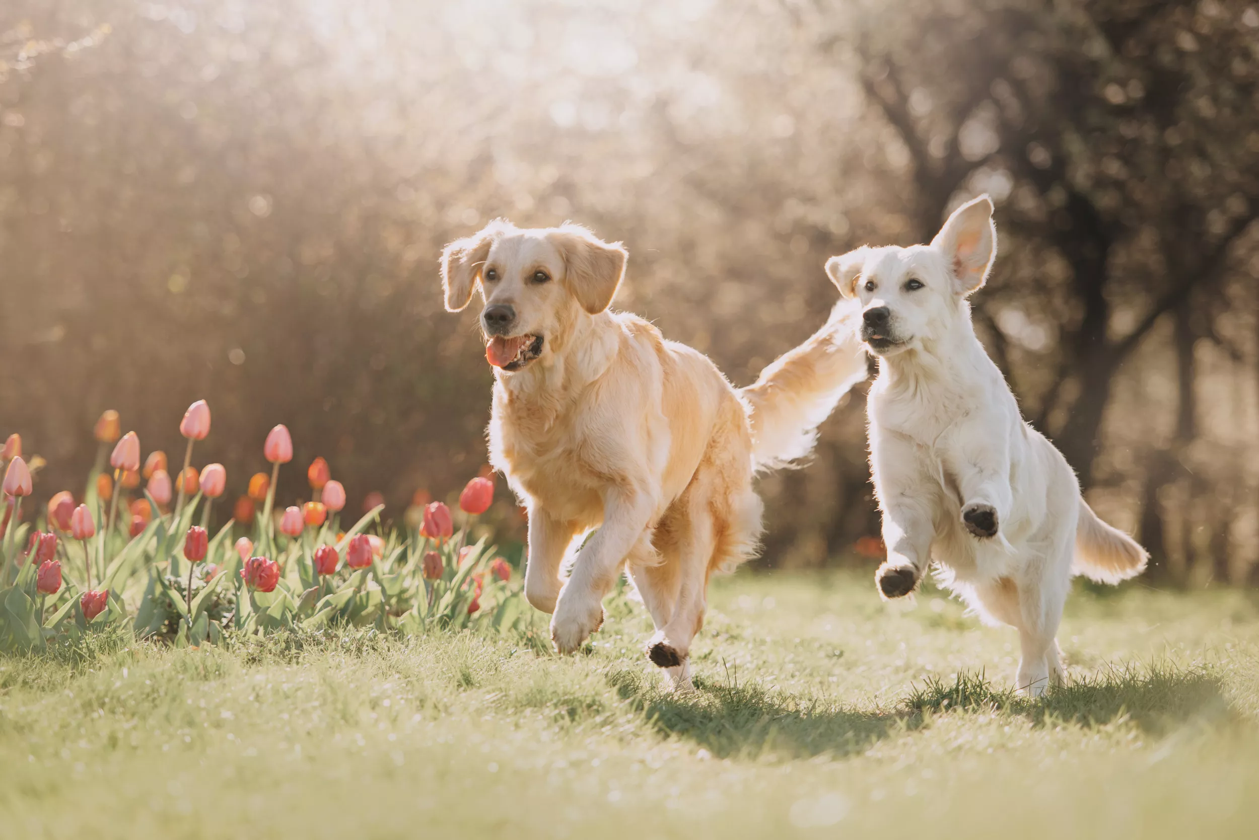 Senior Dog 'Teaching' Golden Retriever Pup To Listen to Birds Melts Hearts - Vimarsana News