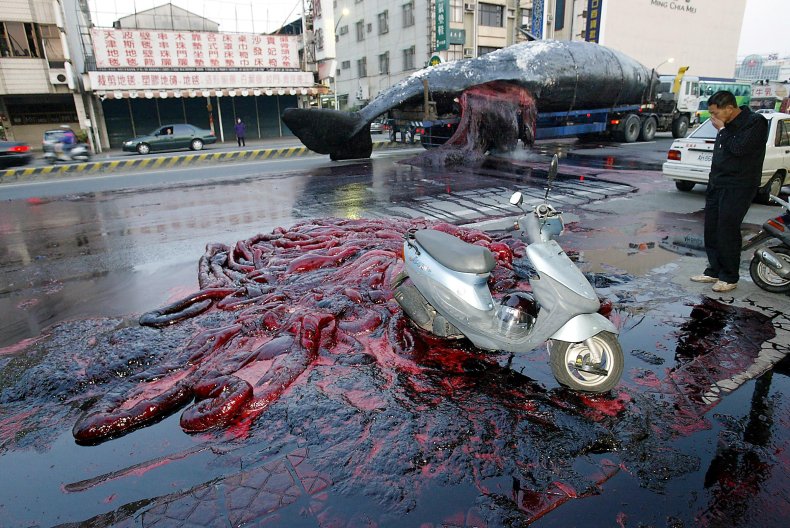 exploding whale in Taiwan
