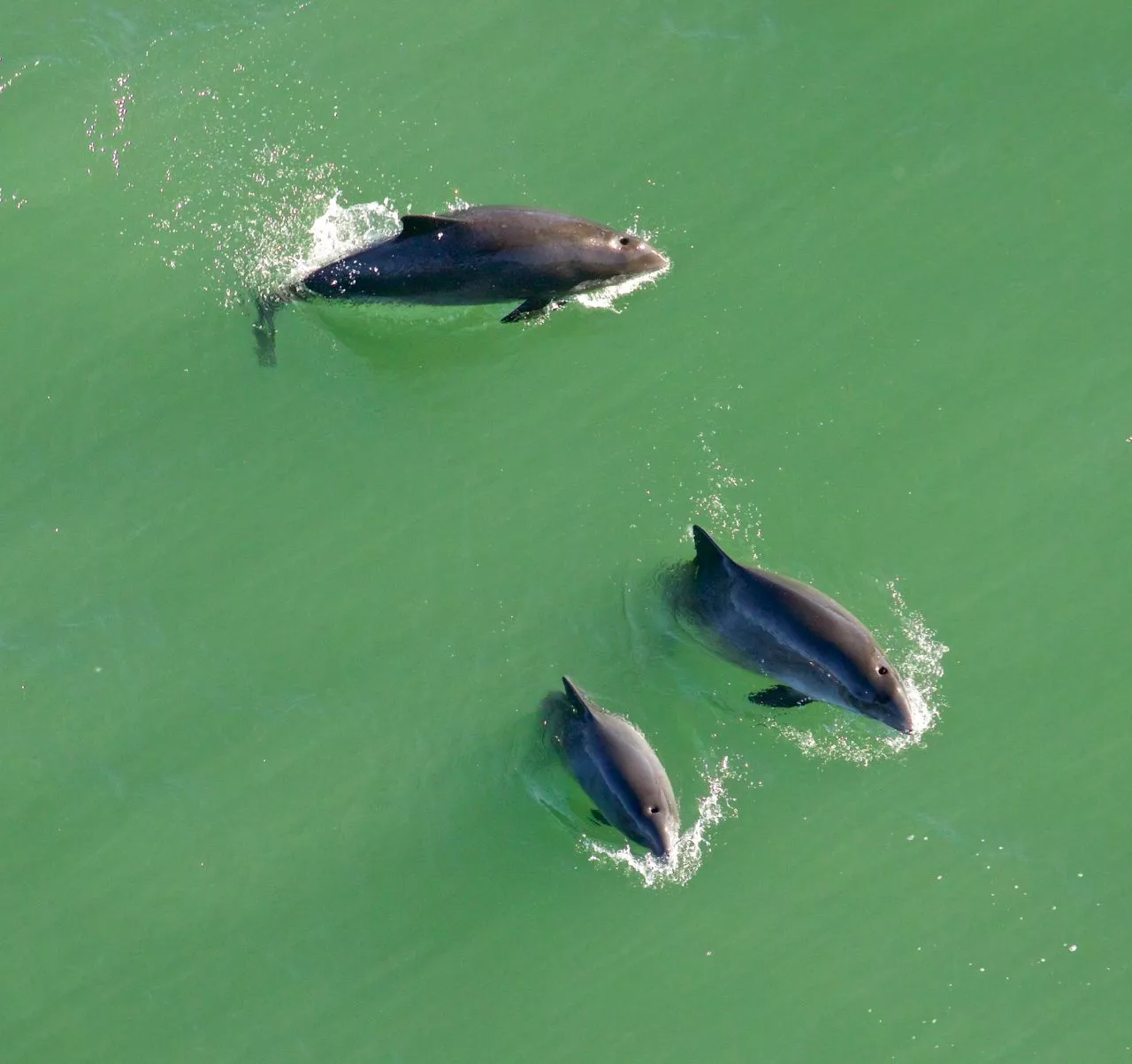 Mystery As Harbor Porpoises Found 60 Miles Upstream in San Francisco - Vimarsana News