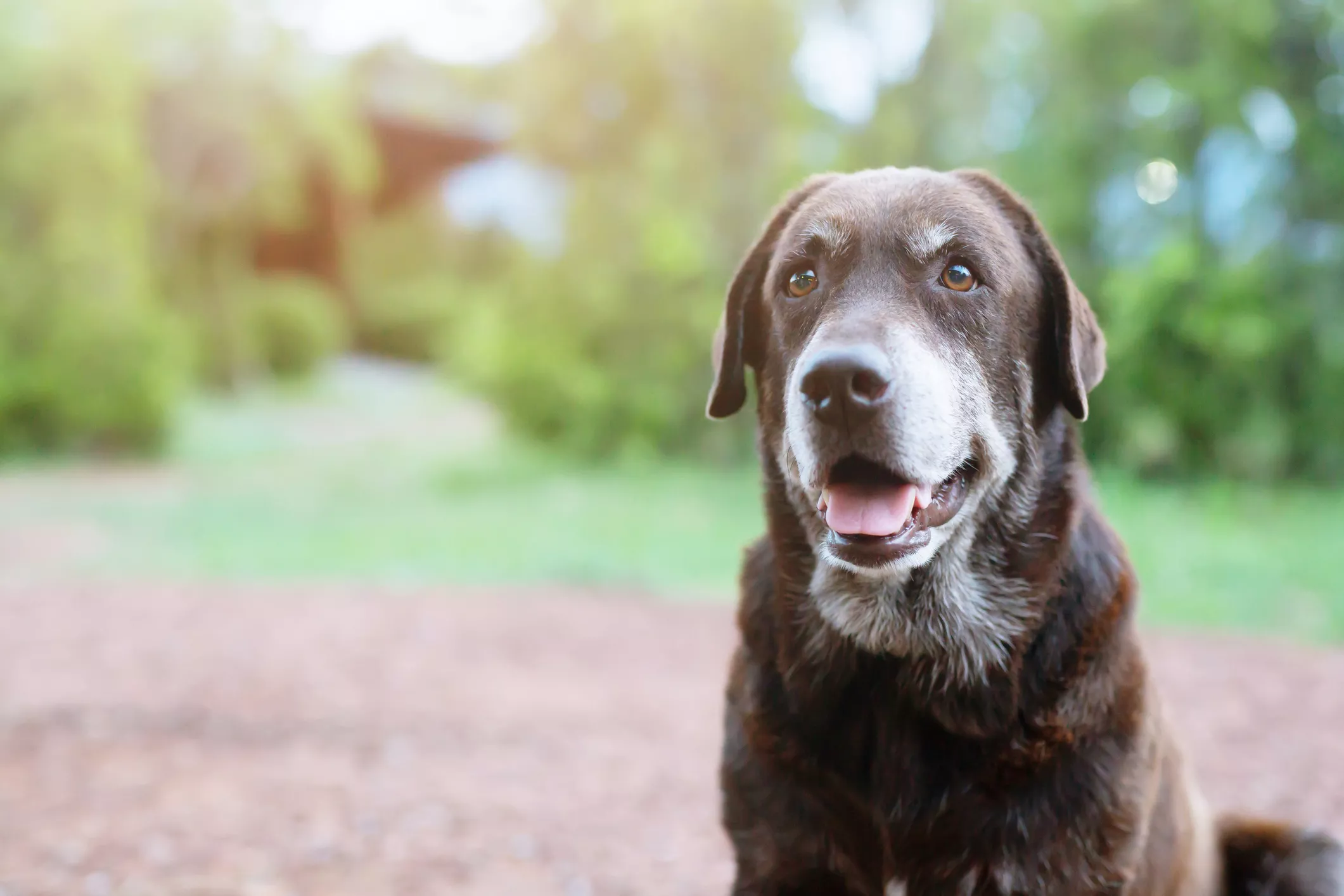 Amputee Dog Trying To Do 'Paw' With Missing Limb Has Internet in Tears - Vimarsana News