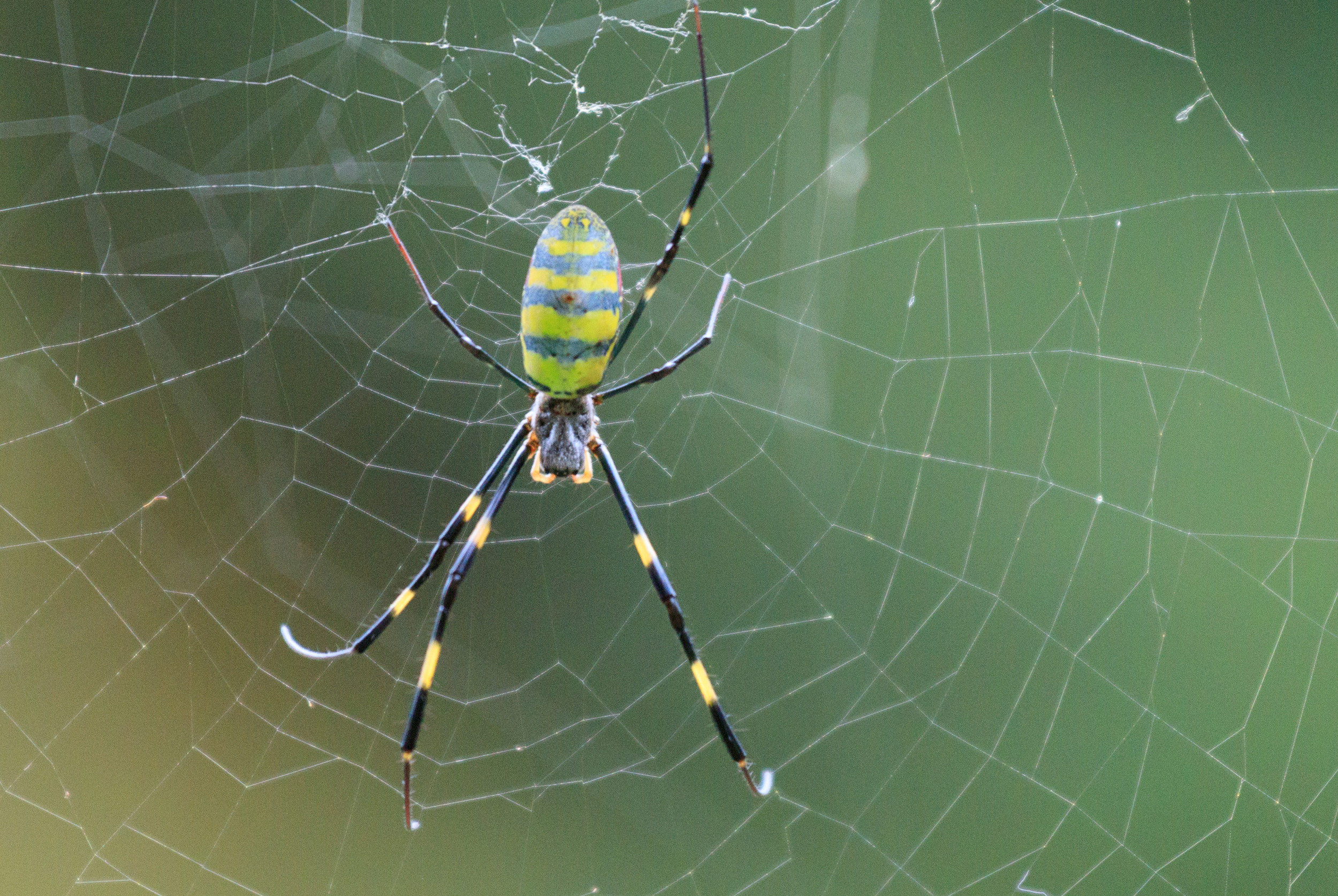 Invasive Joro Spiders Spotted In New Area Of Georgia Newsweek News