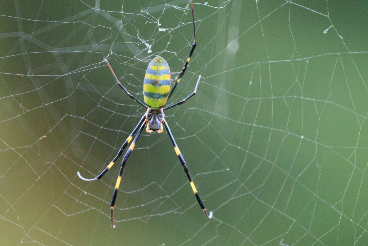 Joro spiders spreading in Eastern US, could be in New York 'next year,'  scientists suggest