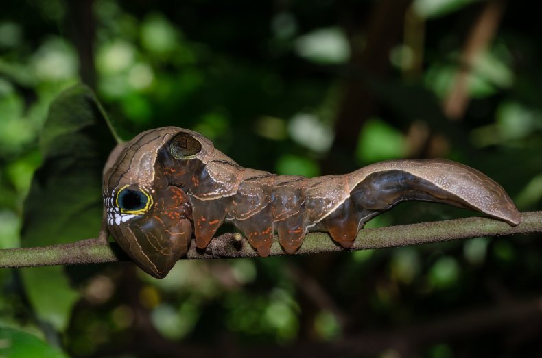 A southern pink underwing moth caterpillar