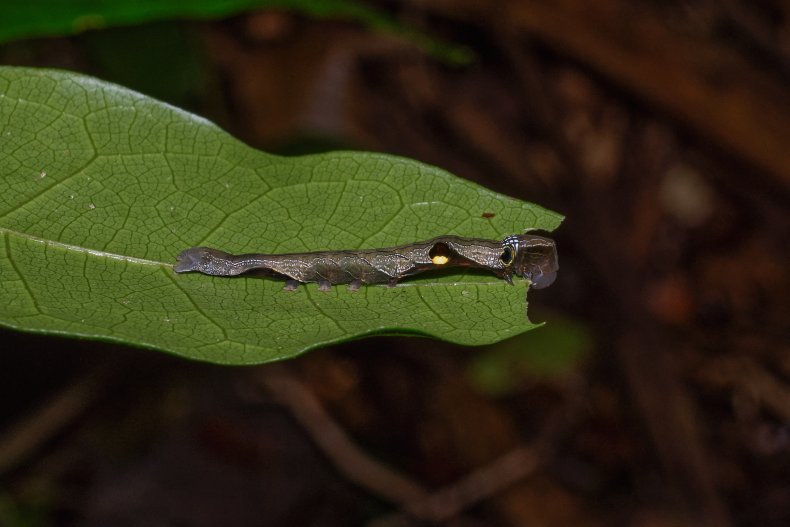 Southern pink underwing moth caterpillar camouflage