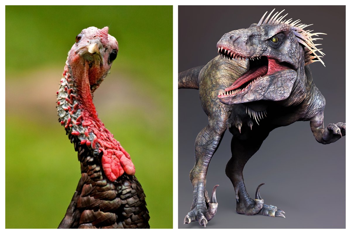 turkey and dinosaur