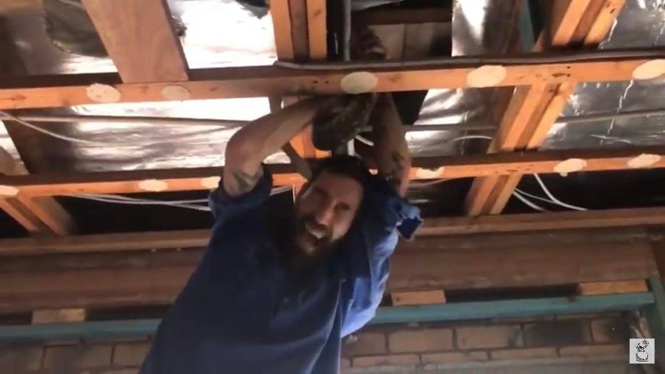 Big Male Snake Searching for Female Bites Man on Head